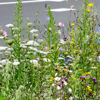 RAIN GARDEN SOILS