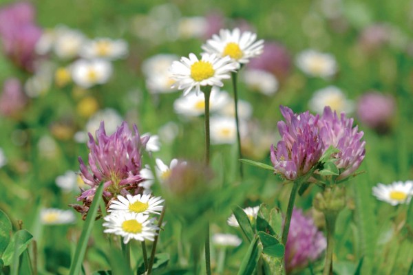 Traditional Meadow Wildflowermat