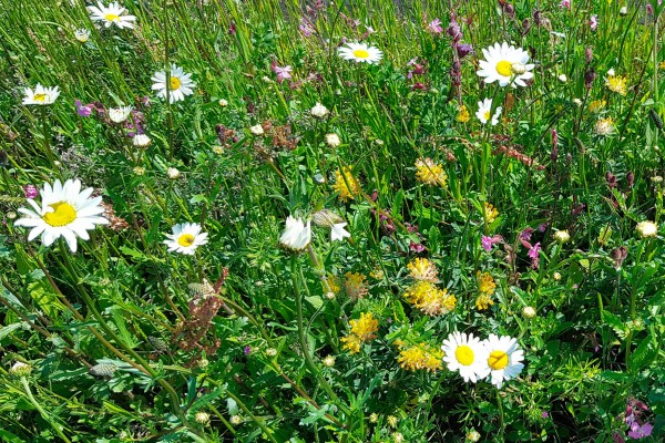 Woodland Shade Wildflowermat